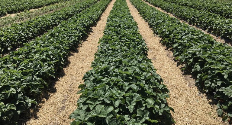 Andalucía Acoge lamenta la falta de soluciones reales para las personas migrantes en las nuevas medidas del Gobierno para favorecer la contratación en el campo